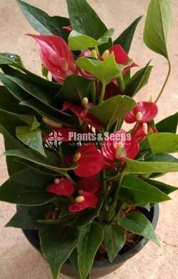 Million red Anthurium