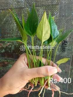 Million red Anthurium