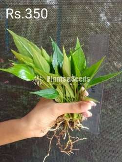 Million red Anthurium