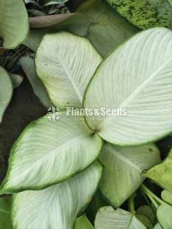 Aglonema Plants