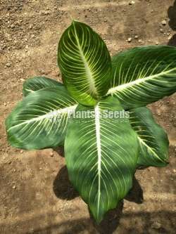 Aglonema Plants