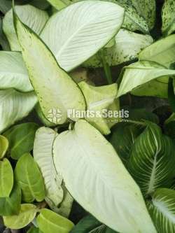 Aglonema Plants