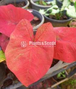 Caladium 