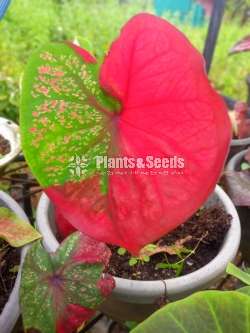 Caladium 