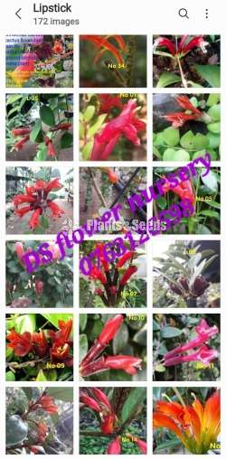 Lipsticks -Flower Plants