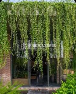 Curtain creepers and rootball trees for sale in Sri Lanka