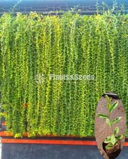 Curtain creepers and rootball trees for sale in Sri Lanka