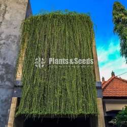 Curtain creepers and rootball trees for sale in Sri Lanka