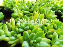 Succulent plants Retail or Bulk available