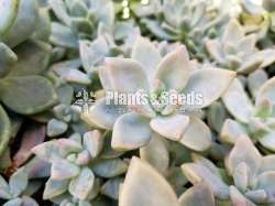 Succulent plants Retail or Bulk available