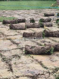 Malaysian grass carpet 