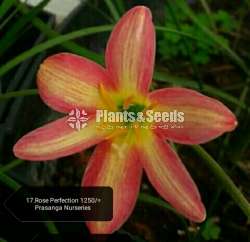 Rain lily introducing new varieties