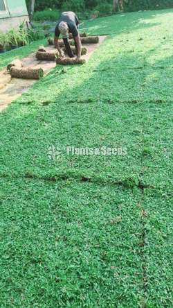 Grass carpet laying 