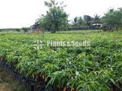 Tjc mango plants