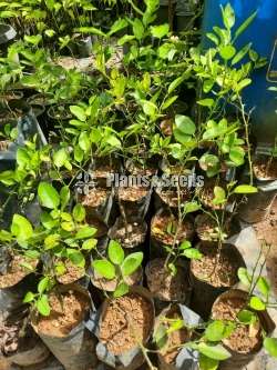 Horana Lime (හොරණ ලයිම් 01)