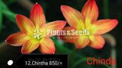 Rain lily introducing new varieties