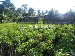 Tjc mango plants