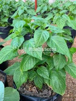 Scotch Bonnet Plant නයි මිරිස් පැල