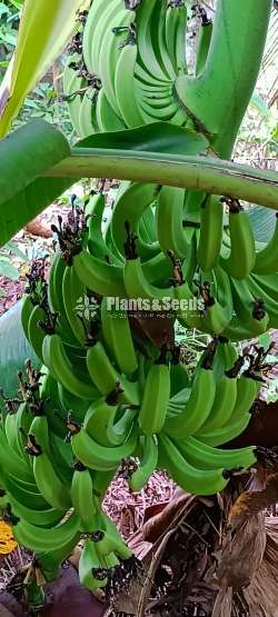 Cavendish Banana Plants