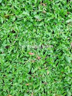 Malaysian grass