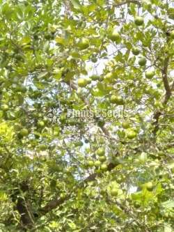 Horana Lime (හොරණ ලයිම් 01)