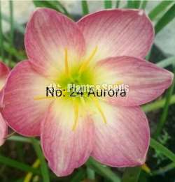 Rain lily introducing new varieties