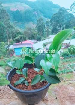 Camellia Plants