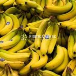 Cavendish Banana Plants