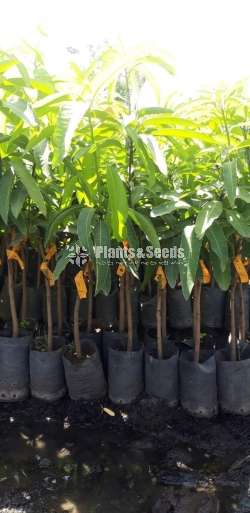 Tjc mango plants