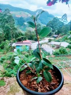 Camellia Plants