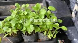 Brinjal Plant wambatu pela ලේනඉරි වම්බටු පැල 