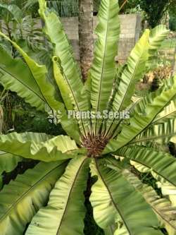 A large Bird's nest fern for sale!