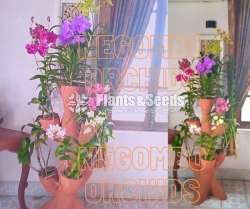 Orchids (all kind of imported orchid verities) 