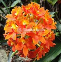 Epidendrum Orchids