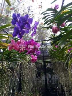 Vanda orchid plants with buds and flowers