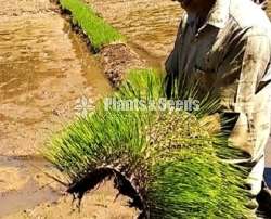 Parachute Rice Seed Tray පැරෂුට් තැටි