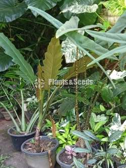 Ornamental Plants for Sale 