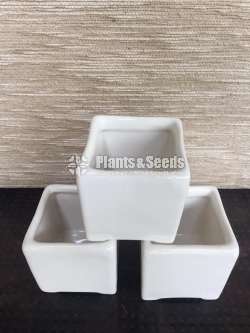 Ceramic pots for cactus