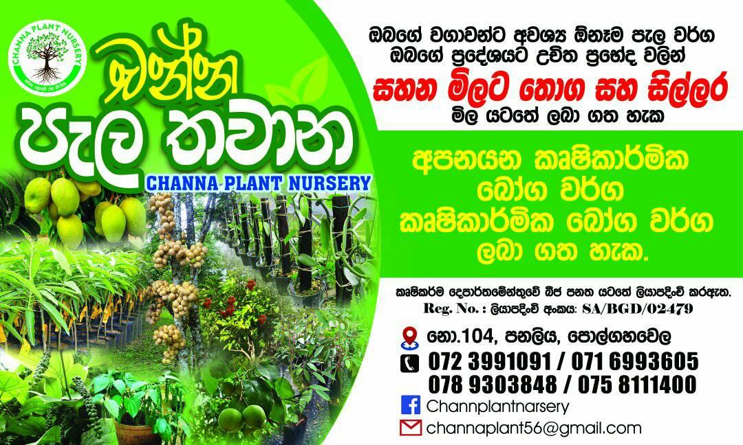 Channa Plant Nursery