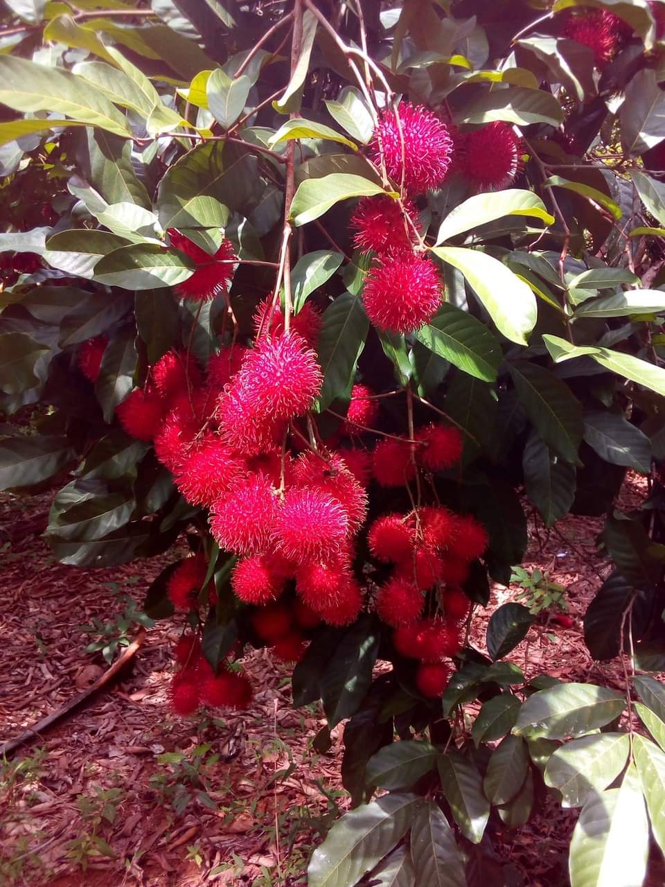 Keenagahahana Plant Nursery