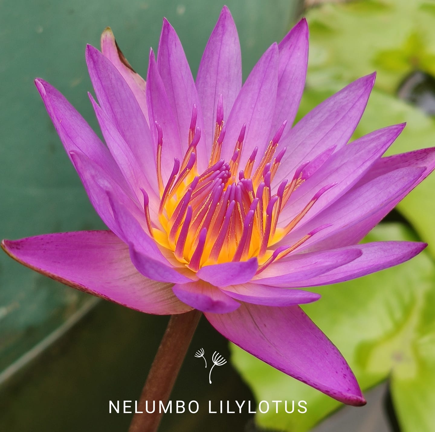 Nelumbo